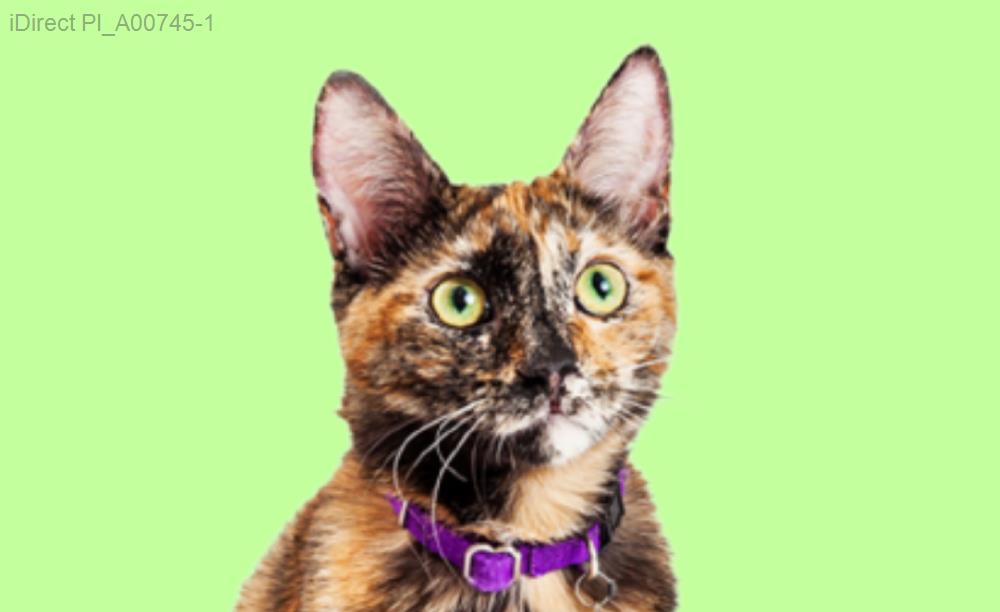 【2023完全指南】選擇最佳寵物美容店！專家推薦與實際體驗分享示意圖